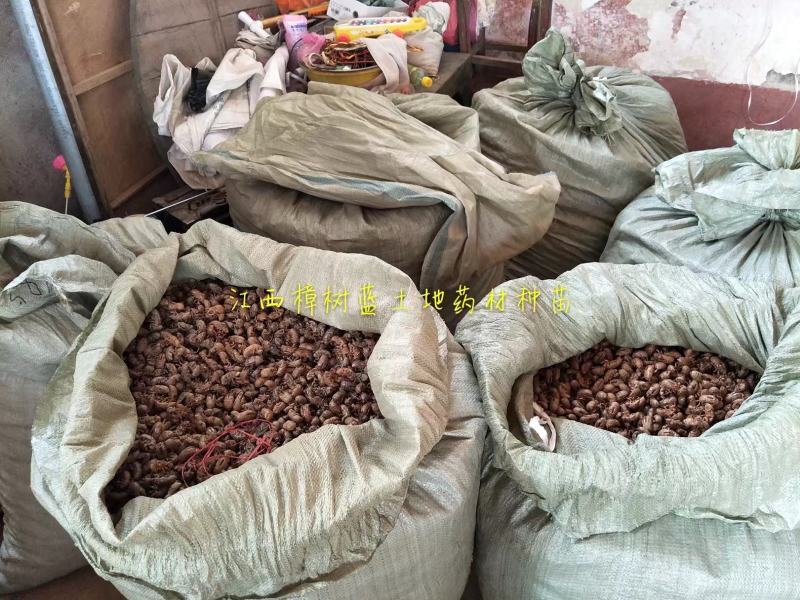 大量批发江西樟树蝉蜕大货