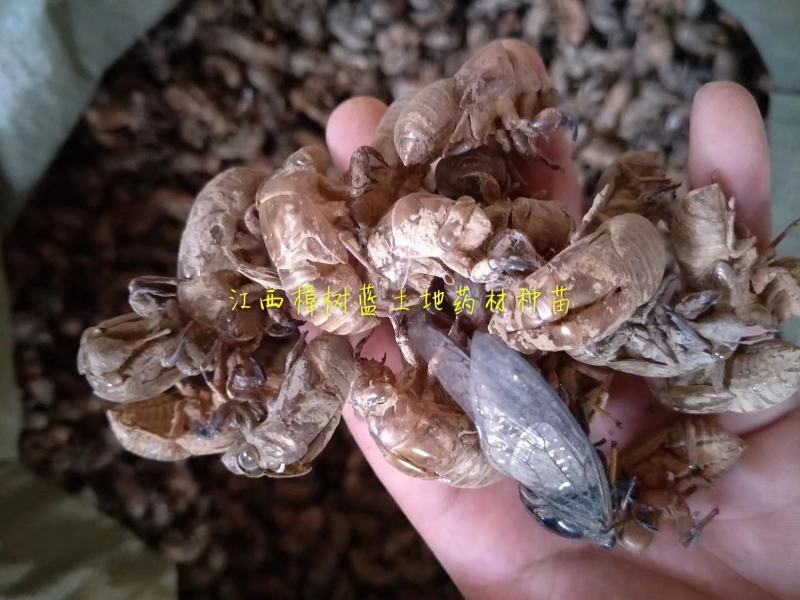 大量批发江西樟树蝉蜕大货