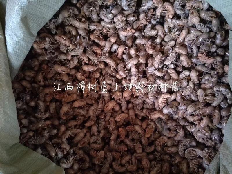 大量批发江西樟树蝉蜕大货