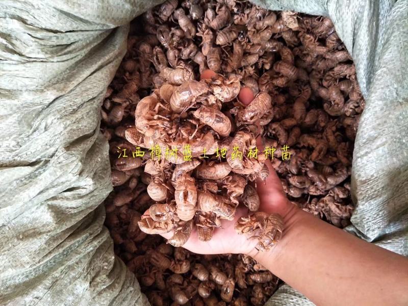 大量批发江西樟树蝉蜕大货