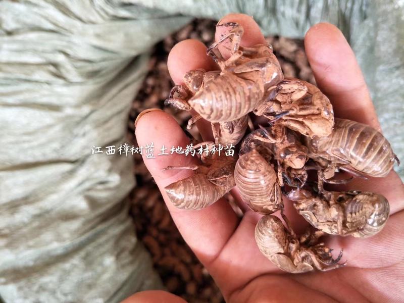 大量批发江西樟树蝉蜕大货