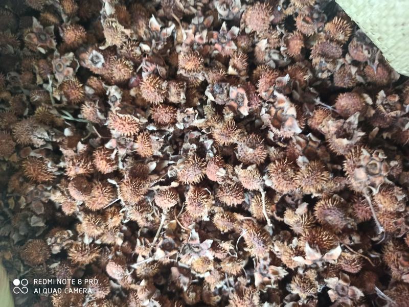 刺梨刺梨干正品无硫批发货品多可详聊