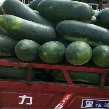 新野鑫原绿蔬菜专业社地冬瓜，可视频看货，产地直销，支持线