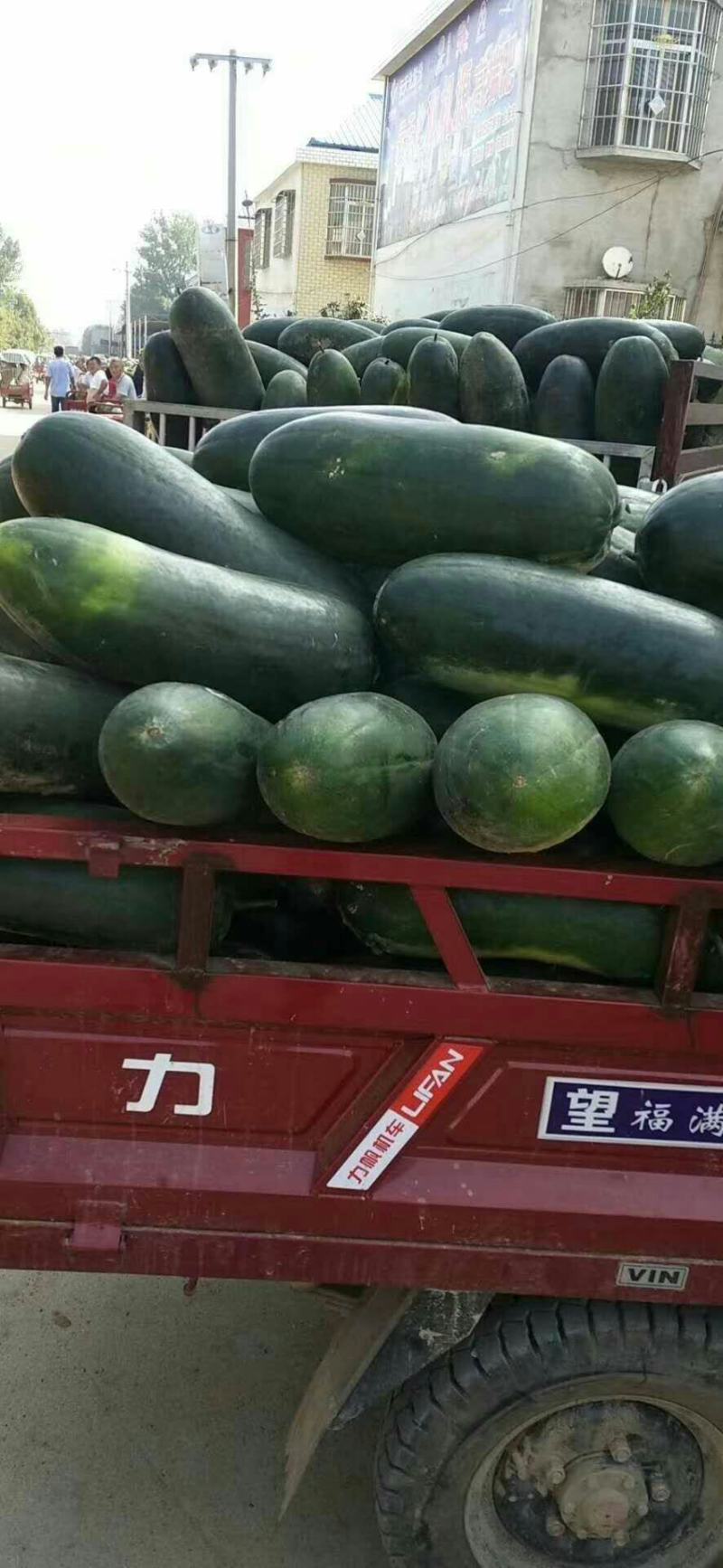新野鑫原绿蔬菜专业社地冬瓜，可视频看货，产地直销，支持线