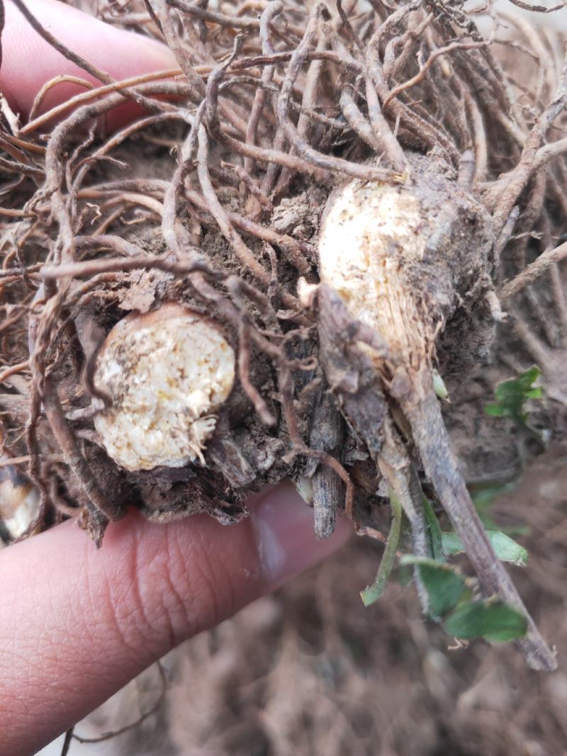 苍术种苗基地供应大量收购销售苍术干品鲜品