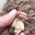 苍术种苗基地供应大量收购销售苍术干品鲜品