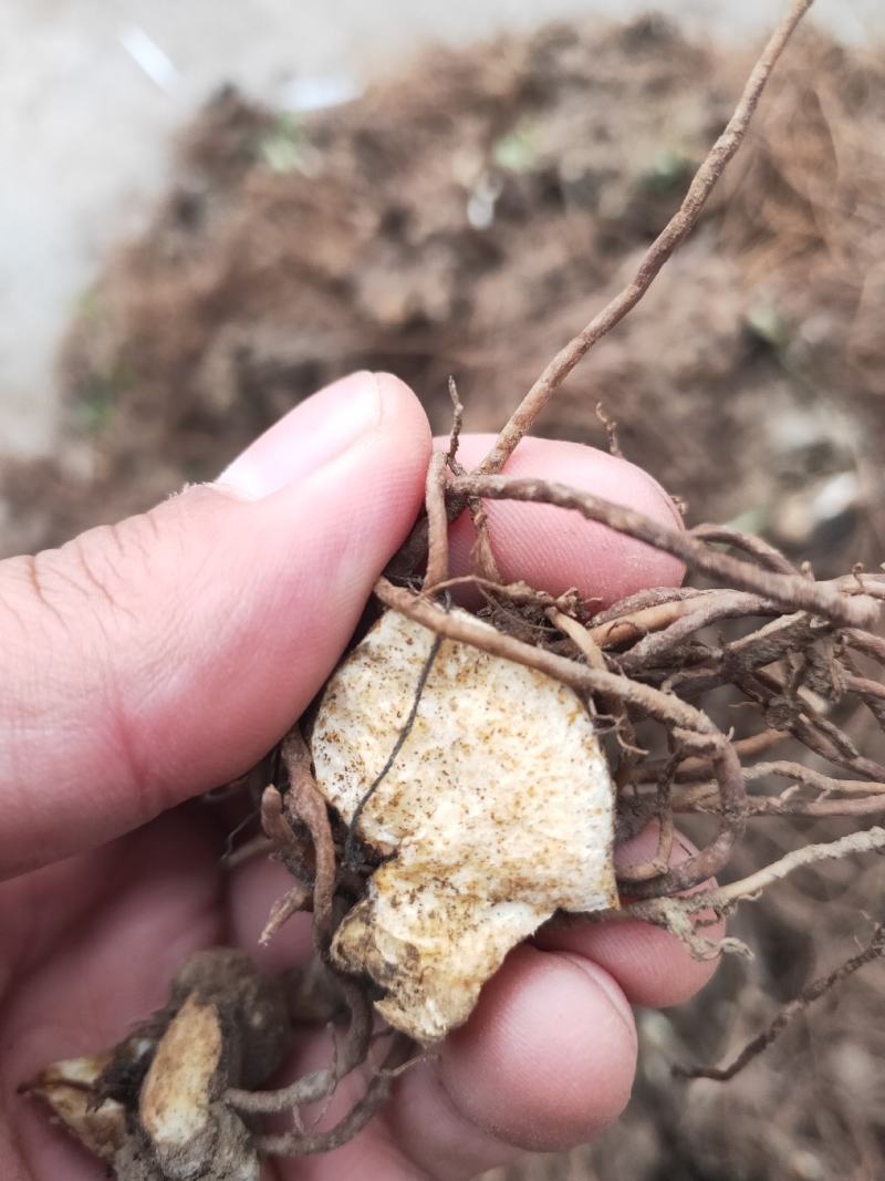 苍术种苗基地供应大量收购销售苍术干品鲜品