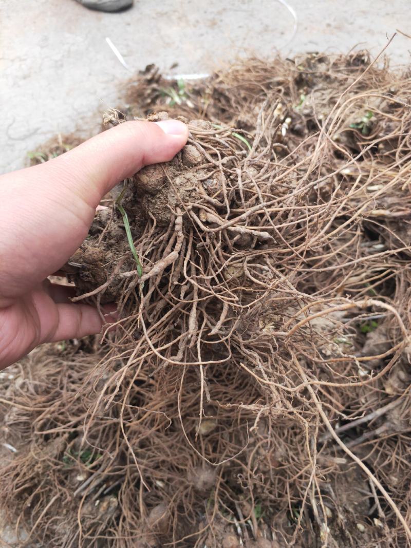 苍术种苗基地供应大量收购销售苍术干品鲜品