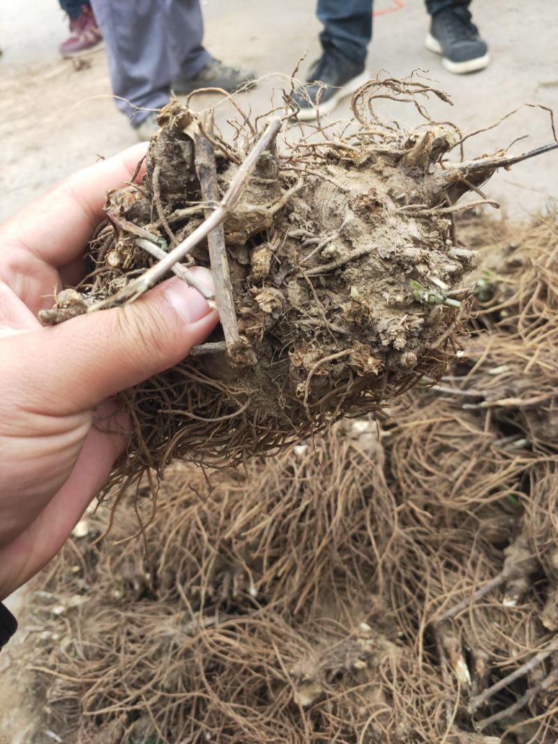 苍术种苗基地供应大量收购销售苍术干品鲜品