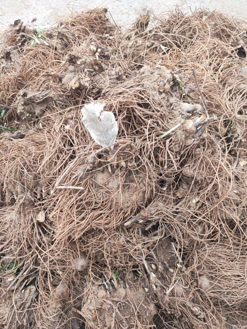 苍术种苗基地供应大量收购销售苍术干品鲜品