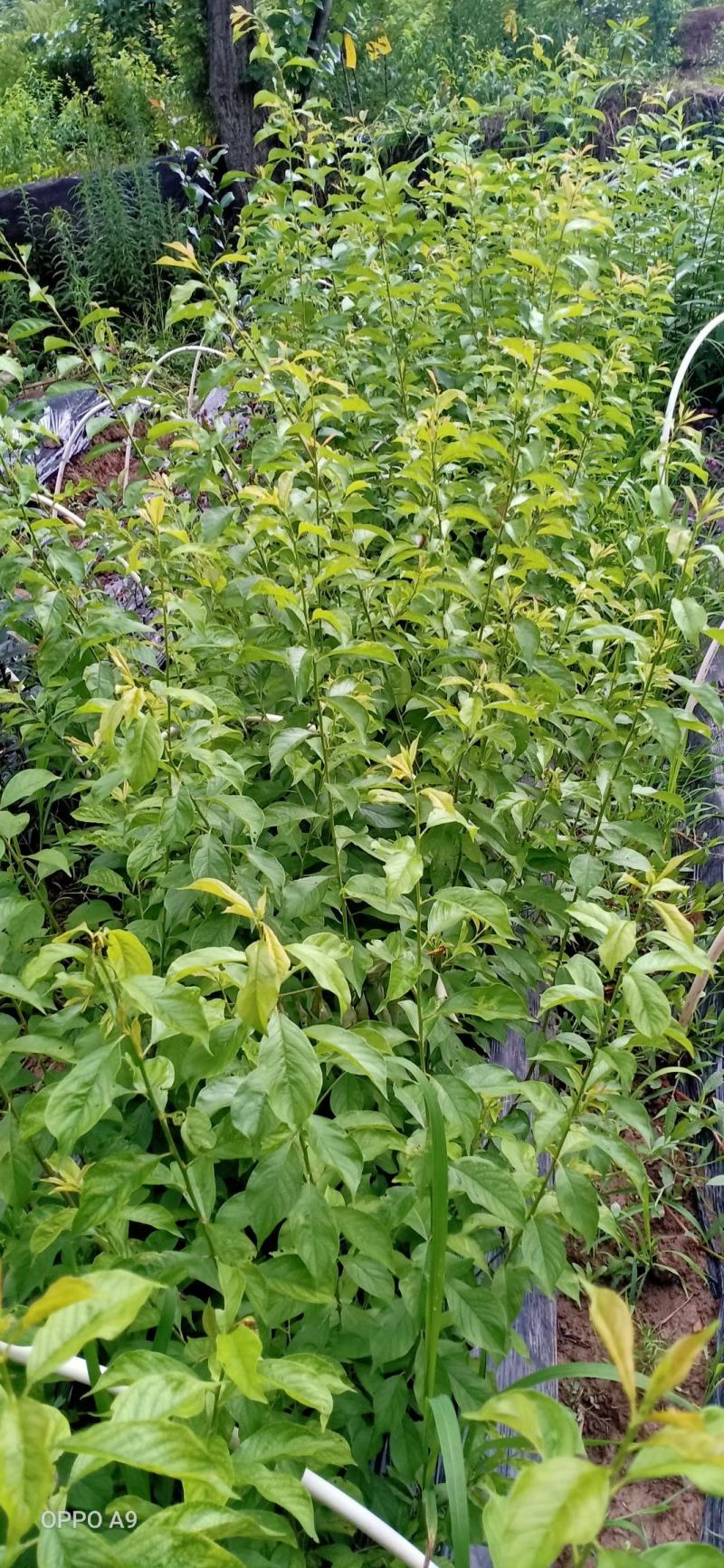 脆红李当年挂果苗基地直销