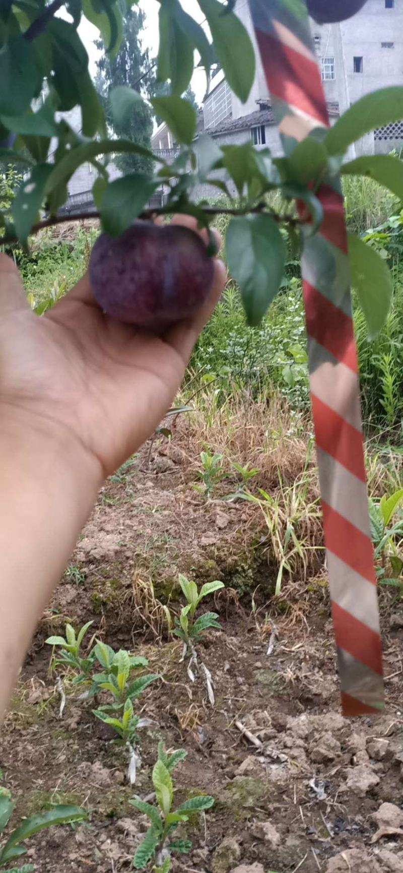 脆红李当年挂果苗基地直销