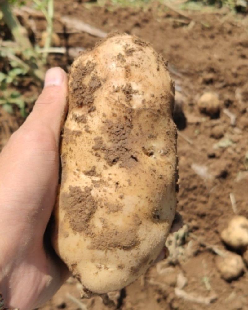 土豆土豆土豆，大量土豆