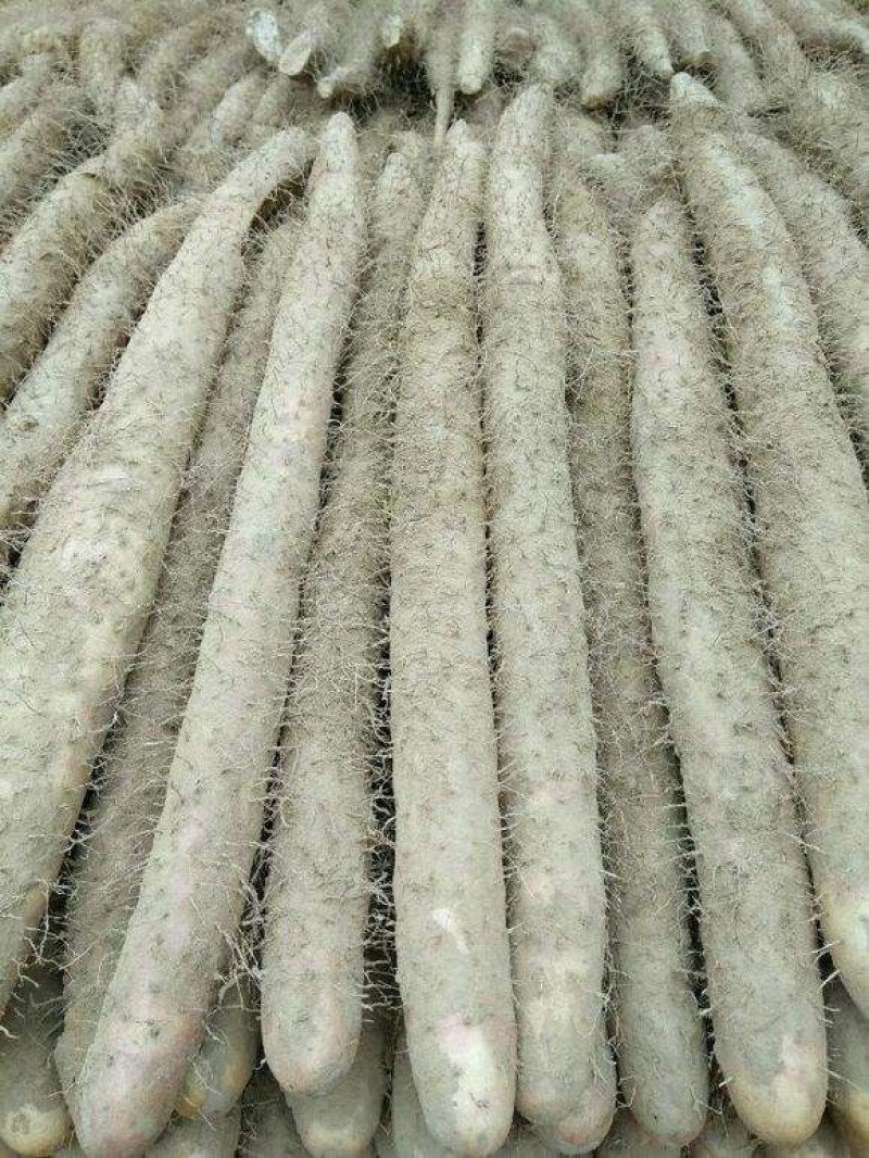沙地货，质量好，价格公平，货源充足，现挖现装