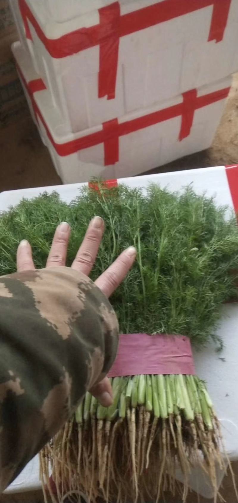 河北茴香货源充足保质保量价格实惠可提供视频看货