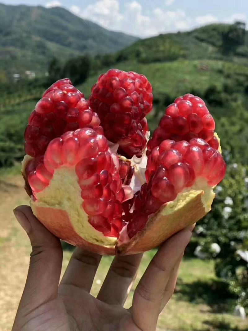 正宗大凉山会理软籽石榴皮薄籽粒软蜂蜜味甜甘甜爽口不吐籽