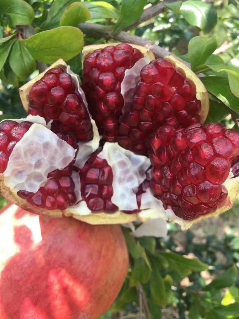 正宗大凉山会理软籽石榴皮薄籽粒软蜂蜜味甜甘甜爽口不吐籽