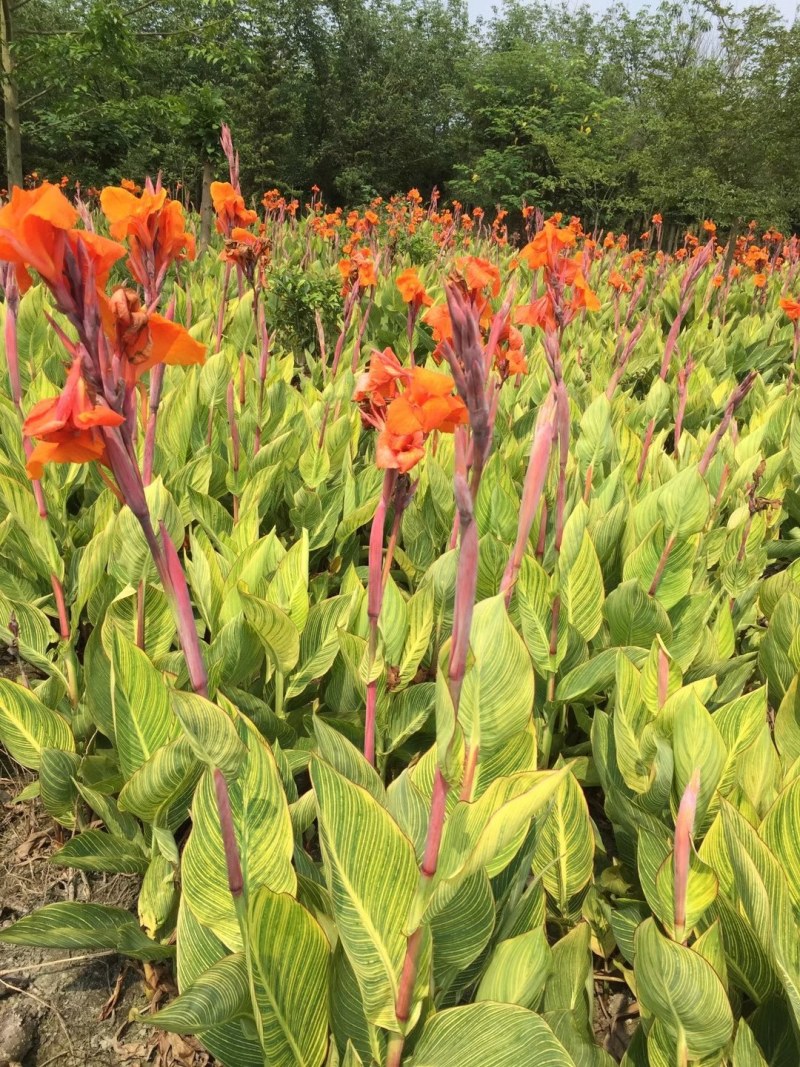 美人蕉杯苗，花叶美人蕉杯苗，高40-50公分