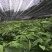 马关县优质草果苗（新品种）