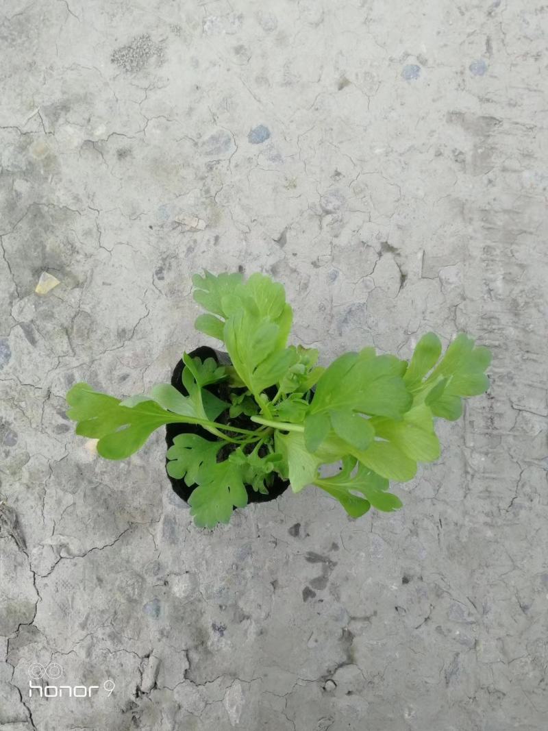自家苗圃供应虞美人杯苗基地直销一手货源视频看货