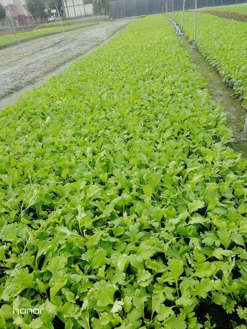 自家苗圃供应虞美人杯苗基地直销一手货源视频看货