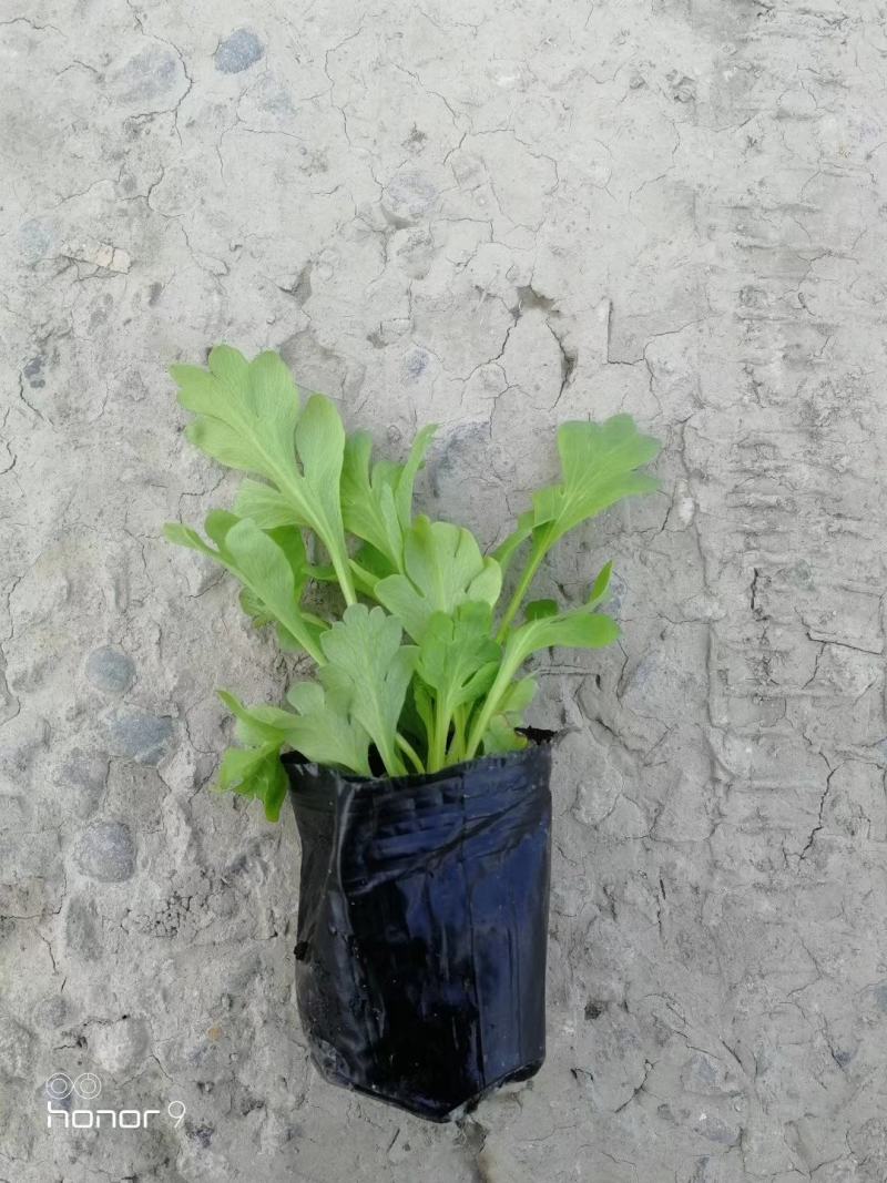 自家苗圃供应虞美人杯苗基地直销一手货源视频看货