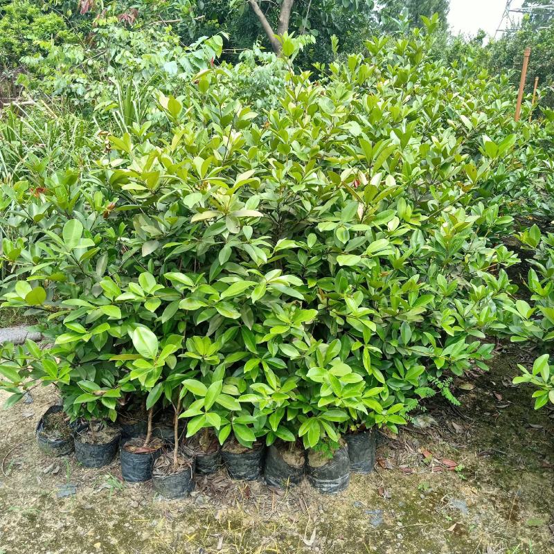 巴西甜樱桃苗小果巴西樱桃庭院盆栽地栽果树苗