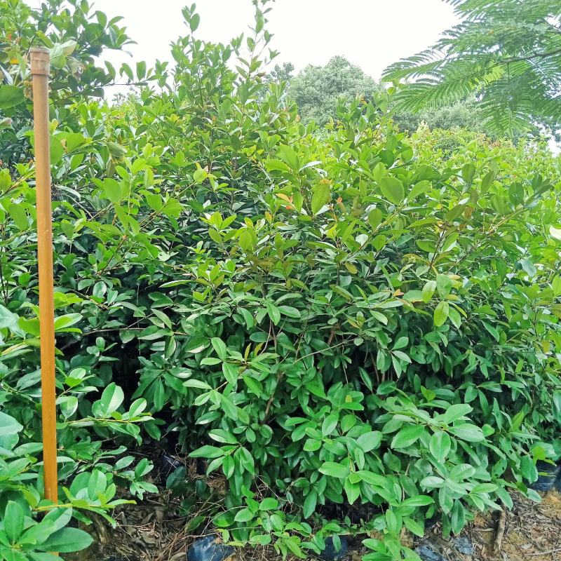 巴西甜樱桃苗小果巴西樱桃庭院盆栽地栽果树苗