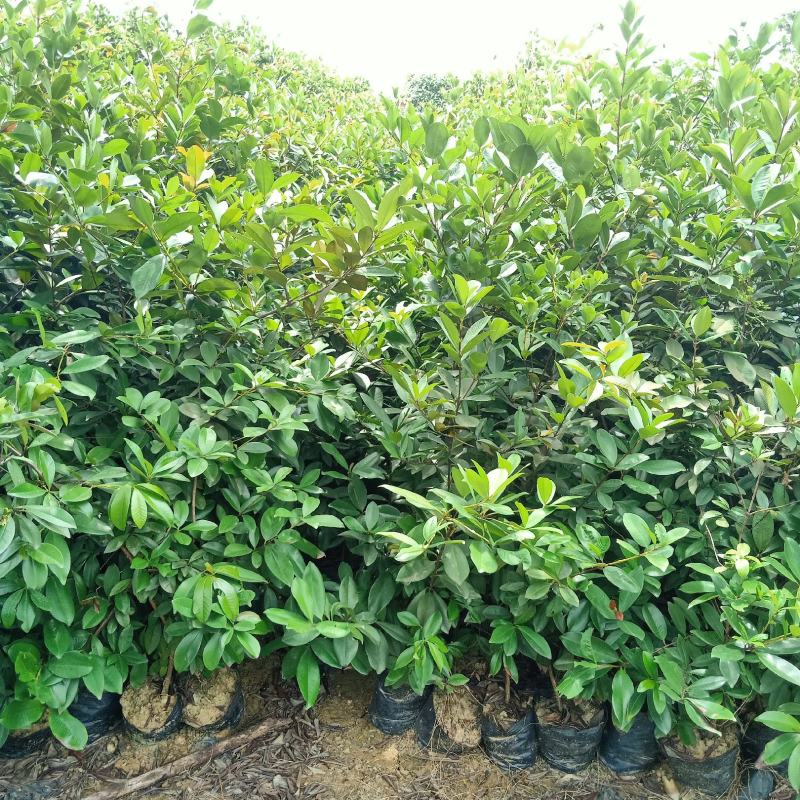 巴西甜樱桃苗小果巴西樱桃庭院盆栽地栽果树苗