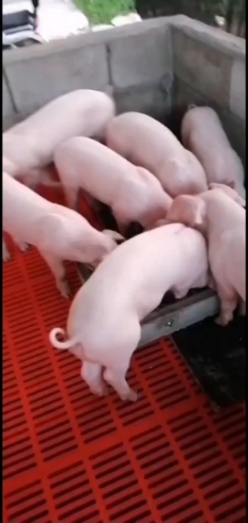 三元仔猪长白高产母猪防疫完善包成活专车运输