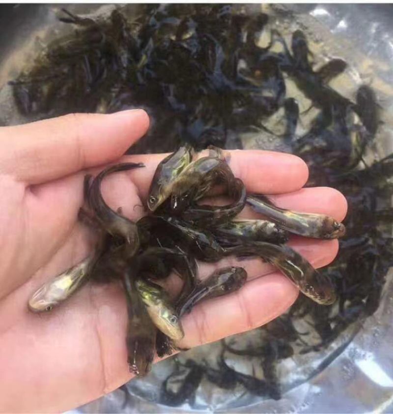 优质黄骨鱼苗！量大从优！好货不多！
