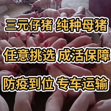 仔猪出售三元长白大白杜洛克黑猪防疫完善专车运输包成活