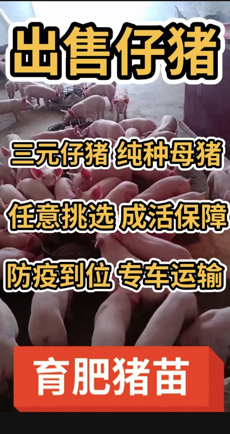 仔猪出售三元长白大白杜洛克黑猪防疫完善专车运输包成活