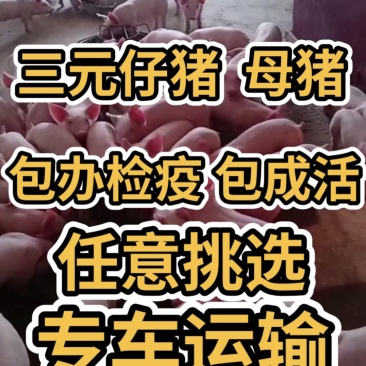 仔猪三元仔猪太湖高产母猪防疫完善包成活基地直销看货挑选