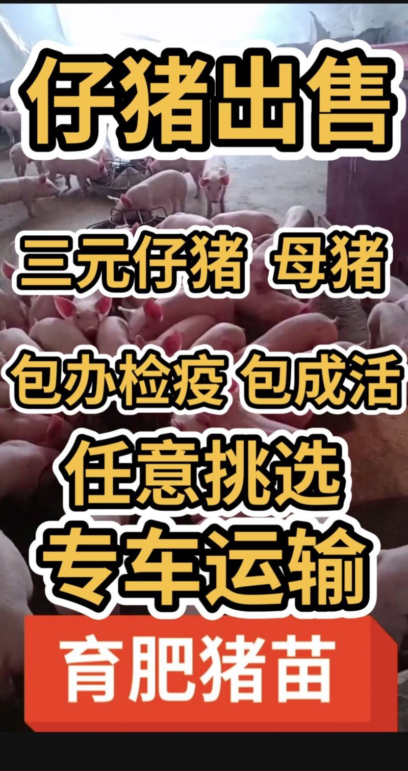 仔猪三元仔猪太湖高产母猪防疫完善包成活基地直销看货挑选