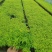 金叶满天星冠幅饱满可视频看货量大出售