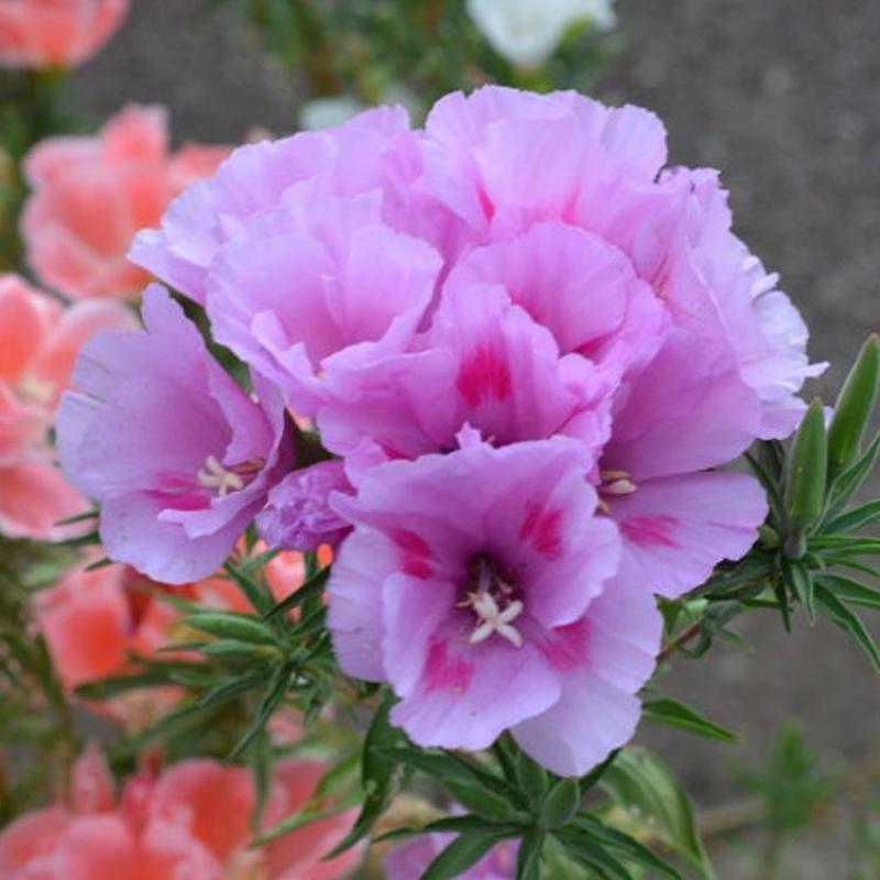 古代稀种子送春花籽晚春景年宵花易种盆栽花海花卉种籽
