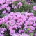 古代稀种子送春花籽晚春景年宵花易种盆栽花海花卉种籽