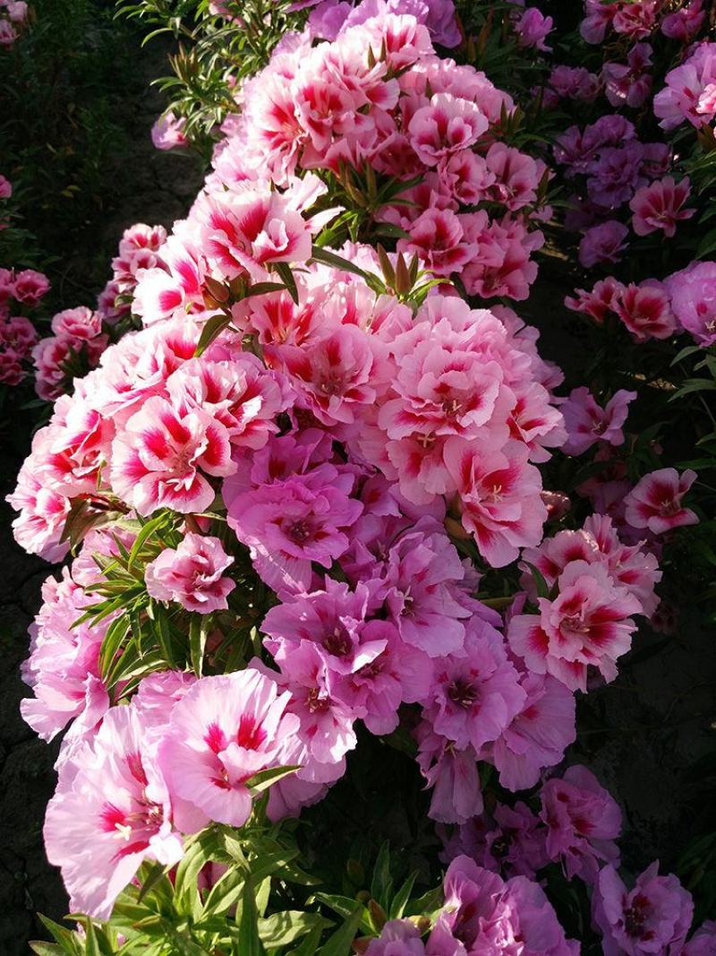 古代稀种子送春花籽晚春景年宵花易种盆栽花海花卉种籽