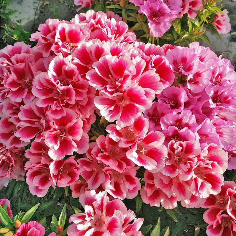 古代稀种子送春花籽晚春景年宵花易种盆栽花海花卉种籽