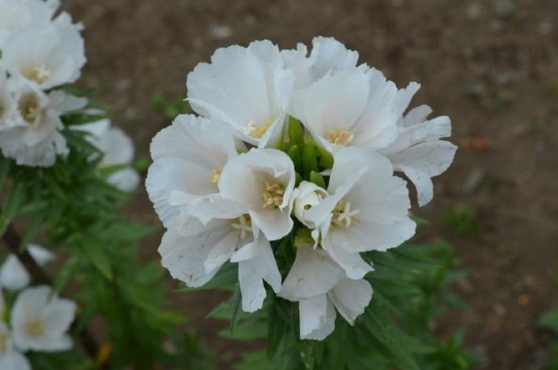 古代稀种子送春花籽晚春景年宵花易种盆栽花海花卉种籽