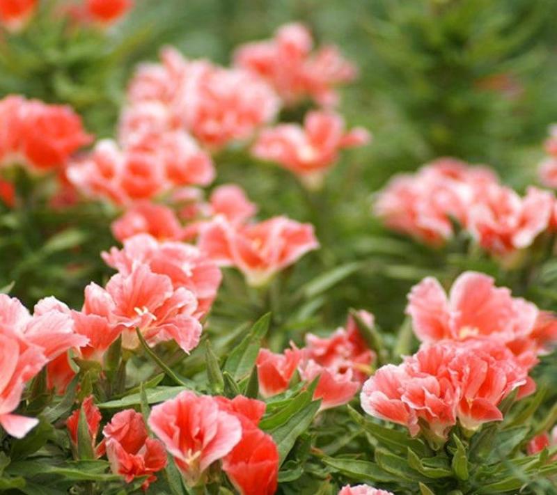 古代稀种子送春花籽晚春景年宵花易种盆栽花海花卉种籽