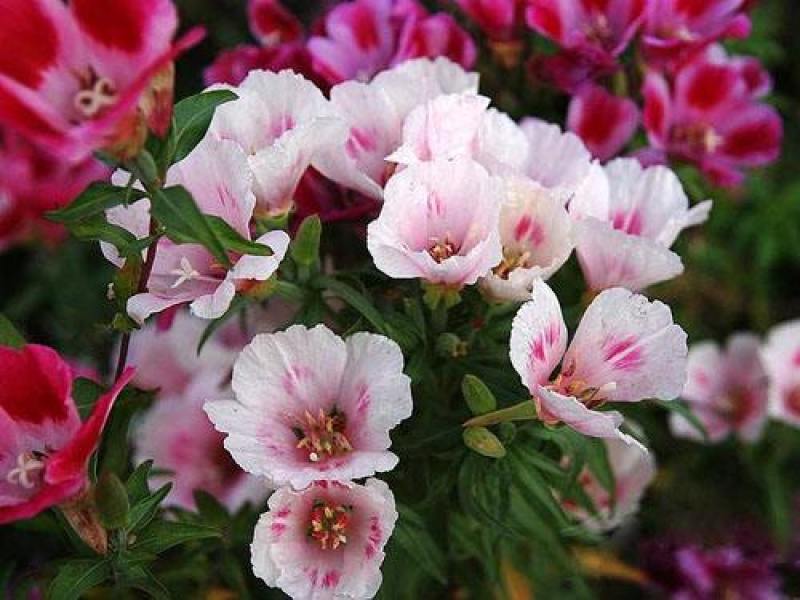 古代稀种子送春花籽晚春景年宵花易种盆栽花海花卉种籽