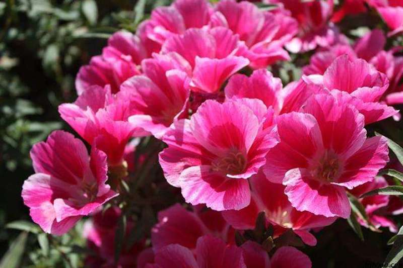 古代稀种子送春花籽晚春景年宵花易种盆栽花海花卉种籽