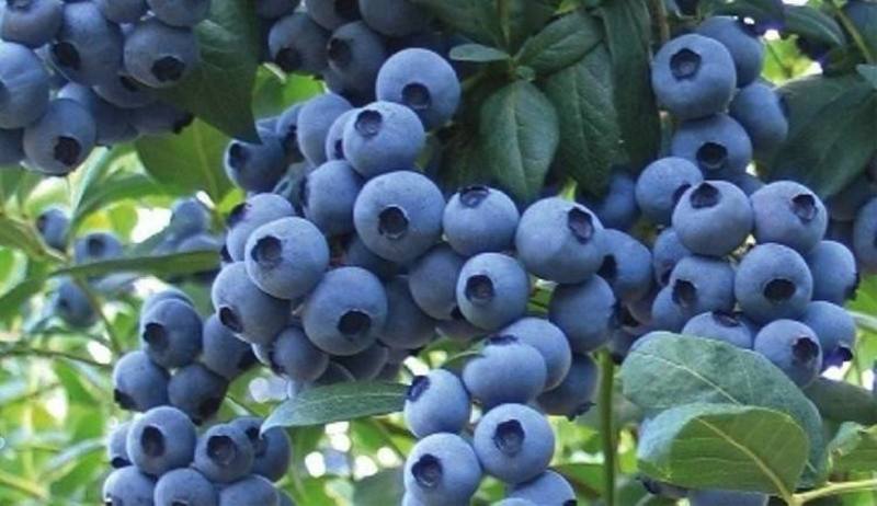 蓝莓苗蓝莓树苗基地直发现挖现买南北方种