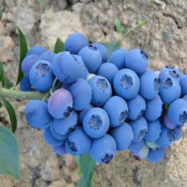 蓝莓苗蓝莓树苗基地直发现挖现买南北方种
