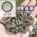 旱莲草新货墨旱莲保庆药材批发中药材旱莲草