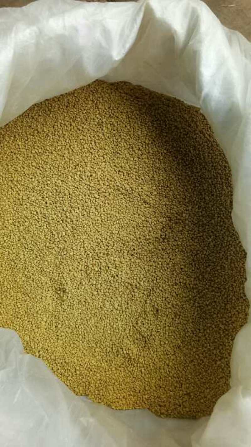 2022新《纯油菜花粉》包邮粉纯粉杂粉颗粒大质量上等