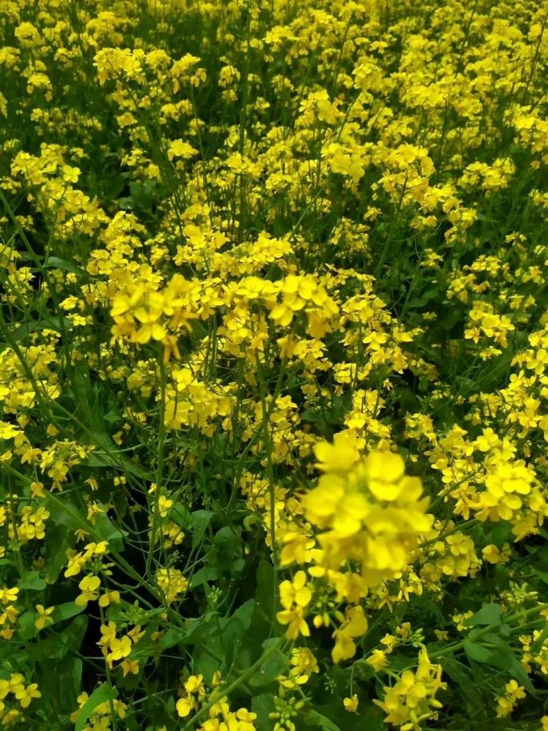 2022新《纯油菜花粉》包邮粉纯粉杂粉颗粒大质量上等