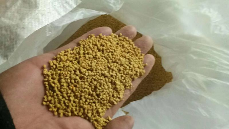 2022新《纯油菜花粉》包邮粉纯粉杂粉颗粒大质量上等
